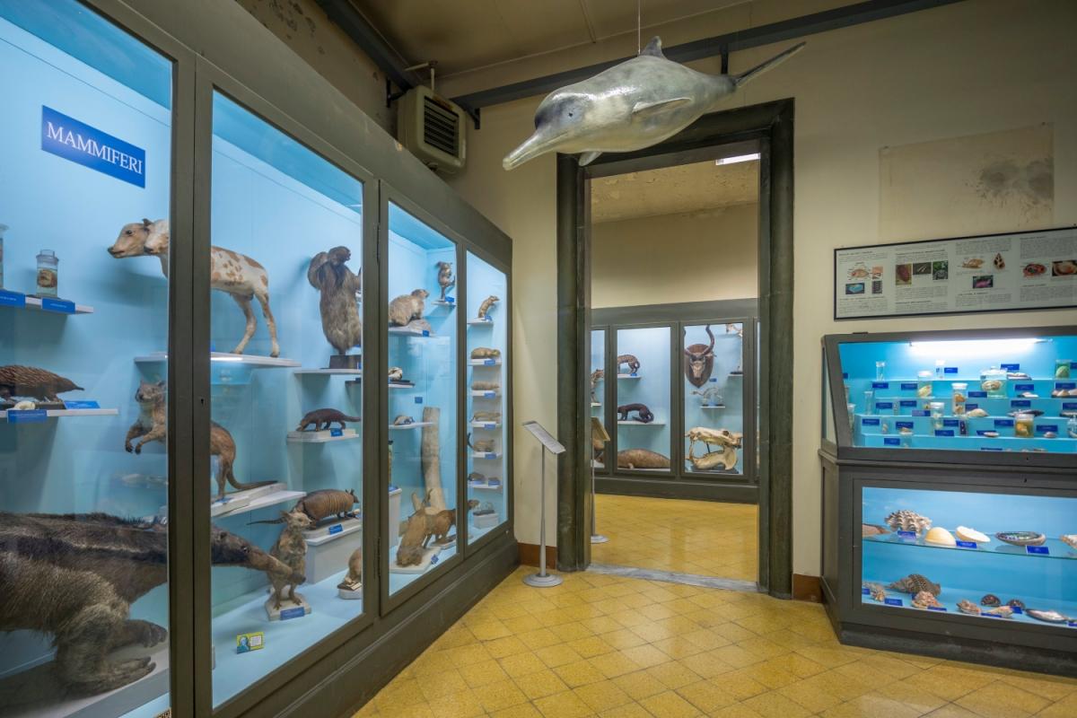 Museo di Storia Naturale Ferrara