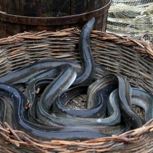 Eels