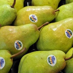 Pears1