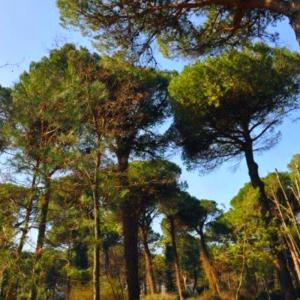 Parco Naturale di Cervia