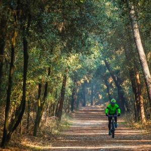 Ciclista pineta Volano